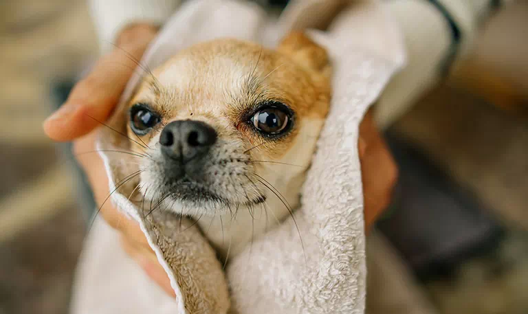 Wycieranie psa po kąpieli